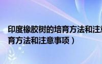 印度橡胶树的培育方法和注意事项有哪些（印度橡胶树的培育方法和注意事项）