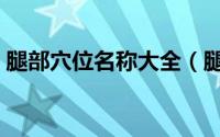 腿部穴位名称大全（腿部穴位名称大全图解）