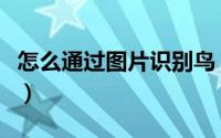 怎么通过图片识别鸟（怎么通过图片识别字体）