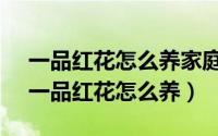一品红花怎么养家庭养法叶子不红,怎么养（一品红花怎么养）