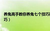 养兔高手教你养兔七个技巧视频（养兔高手教你养兔七个技巧）