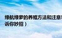 绿航绿萝的养殖方法和注意事项（绿航绿萝怎么养老花匠告诉你妙招）