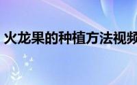 火龙果的种植方法视频（火龙果的种植方法）