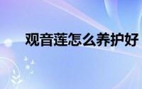 观音莲怎么养护好（观音莲怎么养护）