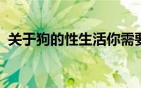 关于狗的性生活你需要知道的一切都在这里