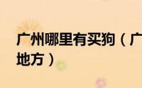 广州哪里有买狗（广州买狗指南 广州卖狗的地方）