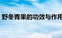 野冬青果的功效与作用（青果的功效与作用）