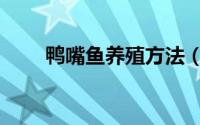 鸭嘴鱼养殖方法（如何养殖鸭嘴鱼）