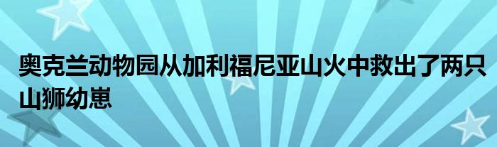 奥克兰动物园从加利福尼亚山火中救出了两只山狮幼崽