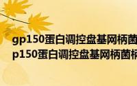 gp150蛋白调控盘基网柄菌柄细胞凋亡机理的研究（关于gp150蛋白调控盘基网柄菌柄细胞凋亡机理的研究的简介）