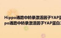 Hippo通路中转录激活因子YAP蛋白二聚体的分子机制研究（关于Hippo通路中转录激活因子YAP蛋白二聚体的分子机制研究的简介）