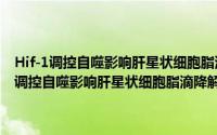 Hif-1调控自噬影响肝星状细胞脂滴降解和活化的机制研究（关于Hif-1调控自噬影响肝星状细胞脂滴降解和活化的机制研究的简介）