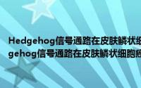 Hedgehog信号通路在皮肤鳞状细胞癌发病及治疗中的作用（关于Hedgehog信号通路在皮肤鳞状细胞癌发病及治疗中的作用的简介）