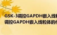 GSK-3调控GAPDH嵌入线粒体的作用和机制（关于GSK-3调控GAPDH嵌入线粒体的作用和机制的简介）