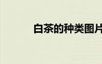 白茶的种类图片（白茶的种类）