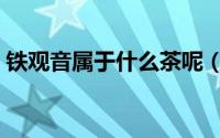 铁观音属于什么茶呢（铁观音是属于什么茶）