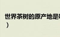 世界茶树的原产地是哪里（世界茶树的原产地）