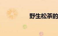野生松茶的功效与作用