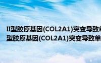 II型胶原基因(COL2A1)突变导致单纯眼部异常表型的机制研究（关于II型胶原基因(COL2A1)突变导致单纯眼部异常表型的机制研究的简介）