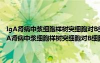 IgA肾病中浆细胞样树突细胞对B细胞合成IgA的调控及其机制（关于IgA肾病中浆细胞样树突细胞对B细胞合成IgA的调控及其机制的简介）