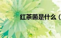 红茶菌是什么（红茶菌的功效）