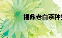福鼎老白茶种类（白茶种类）