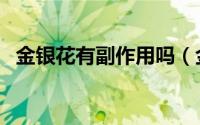 金银花有副作用吗（金银花有什么副作用）