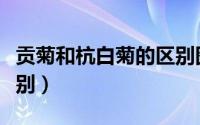 贡菊和杭白菊的区别图片（贡菊和杭白菊的区别）