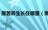 黑苦荞生长在哪里（黑苦荞产地在什么地方）