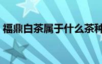 福鼎白茶属于什么茶种（白茶属于什么茶种）