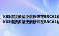 K63连接多聚泛素修饰在BRCA1依赖的DNA损伤修复中的作用（关于K63连接多聚泛素修饰在BRCA1依赖的DNA损伤修复中的作用的简介）