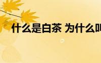 什么是白茶 为什么叫白茶（什么是白茶）