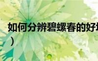 如何分辨碧螺春的好坏（碧螺春怎样鉴别好坏）