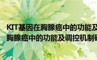 KIT基因在胸腺癌中的功能及调控机制研究（关于KIT基因在胸腺癌中的功能及调控机制研究的简介）