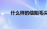 什么样的信阳毛尖（信阳毛尖特征）