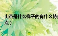 山茶是什么样子的有什么特点（西山茶是什么有哪些品质特点）