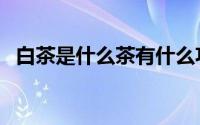 白茶是什么茶有什么功效（白茶是什么茶）