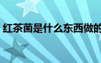 红茶菌是什么东西做的（红茶菌是什么东西）