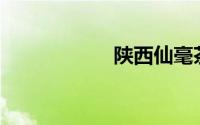 陕西仙毫茶怎么样？