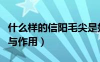 什么样的信阳毛尖是好茶（信阳毛尖茶的功效与作用）