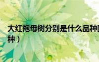 大红袍母树分别是什么品种图片（大红袍母树分别是什么品种）
