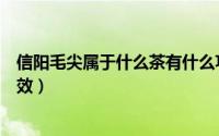信阳毛尖属于什么茶有什么功效（毛尖属于什么茶有什么功效）