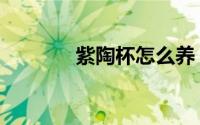 紫陶杯怎么养（紫陶怎么养）