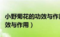 小野菊花的功效与作用是什么（小野菊花的功效与作用）