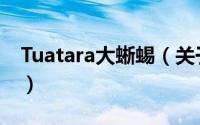 Tuatara大蜥蜴（关于Tuatara大蜥蜴的简介）