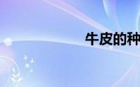 牛皮的种类有哪些