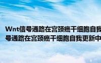Wnt信号通路在宫颈癌干细胞自我更新中的作用机制研究（关于Wnt信号通路在宫颈癌干细胞自我更新中的作用机制研究的简介）