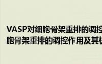 VASP对细胞骨架重排的调控作用及其机制（关于VASP对细胞骨架重排的调控作用及其机制的简介）