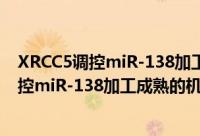XRCC5调控miR-138加工成熟的机制研究（关于XRCC5调控miR-138加工成熟的机制研究的简介）