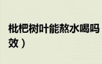 枇杷树叶能熬水喝吗（枇杷树叶子煮水喝的功效）